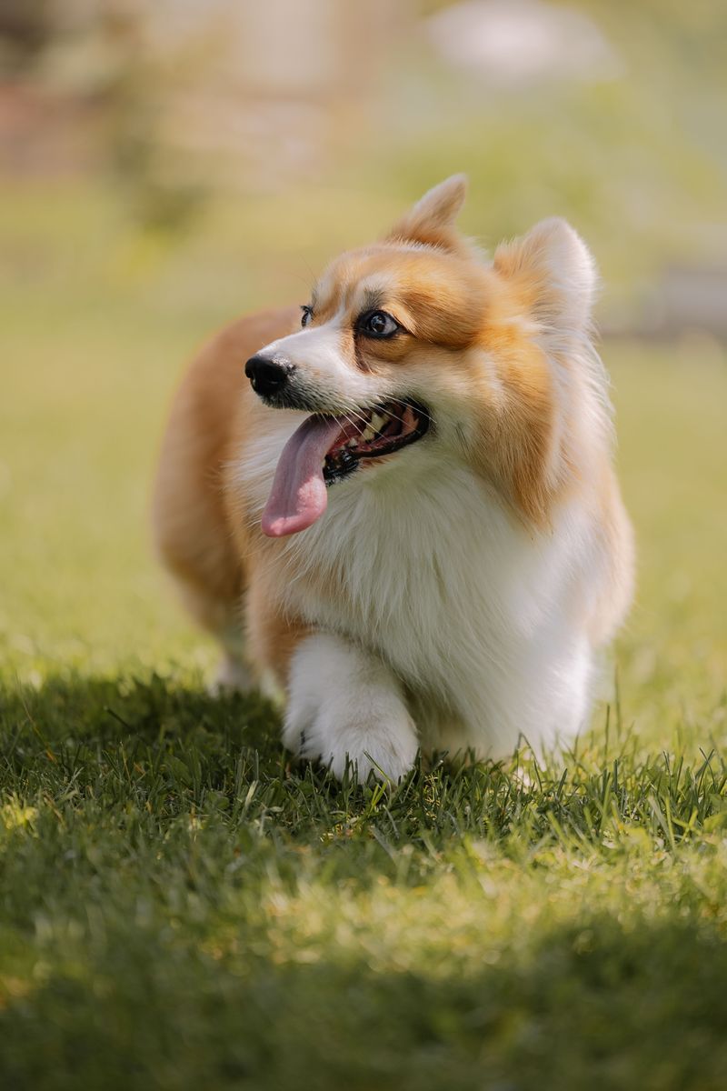 Living with these dog breeds can mean deciding whether to laugh first or clean up first 11 Pembroke Welsh Corgi