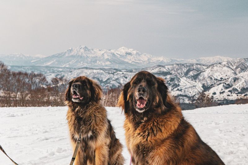 Looking for a naturally steady companion? These dog breeds rarely disappoint 12 Leonberger