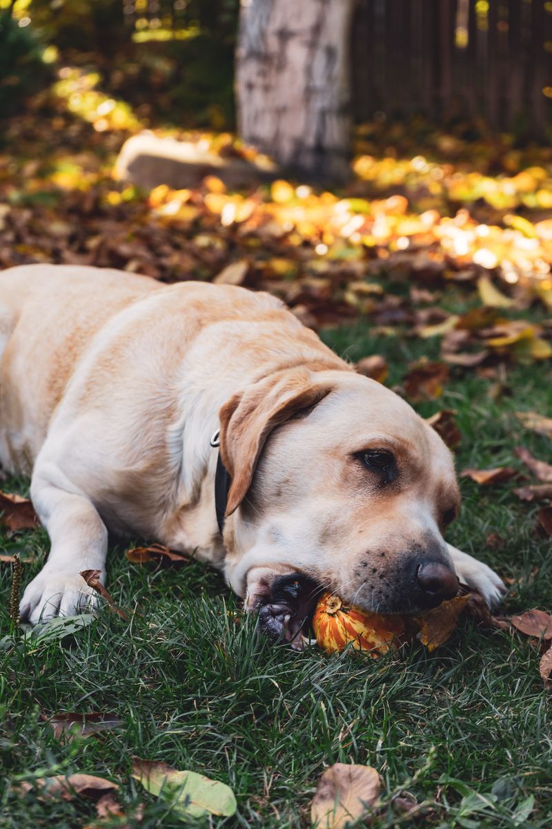 One feeding approach doesn't necessarily suit every dog - Individual needs matter 2 Labrador Retriever - Portion control pro
