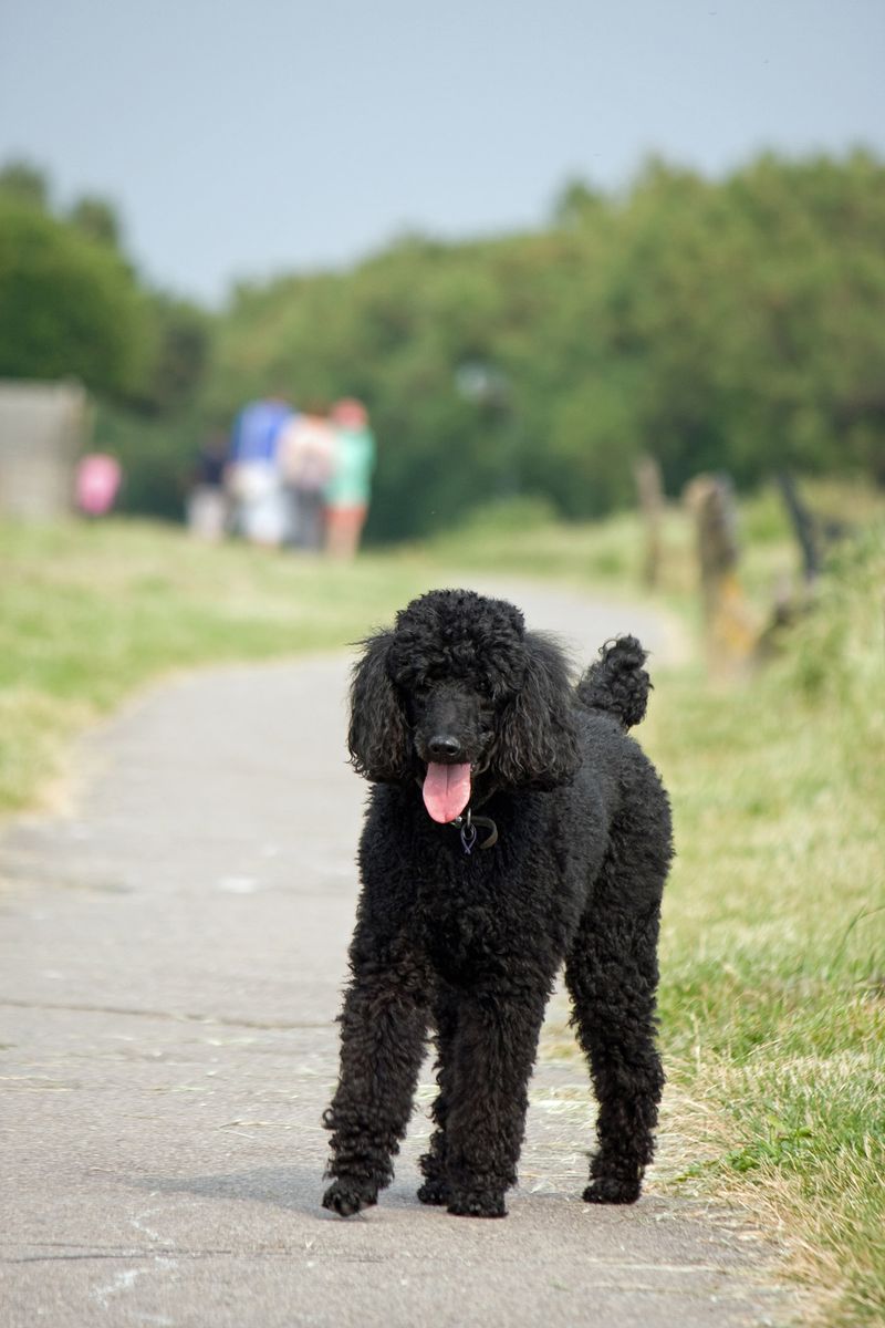 14 dog breeds that become fascinated with the same places on walks - and scent may explain why 3 Poodle
