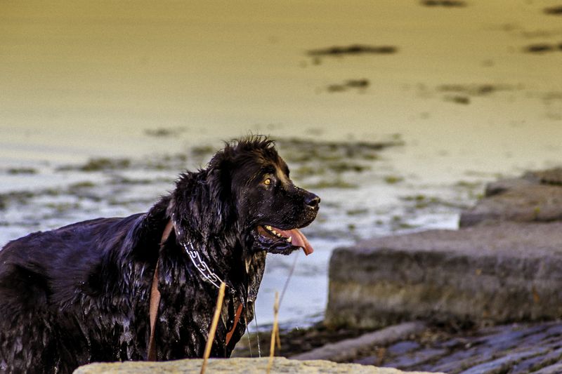 Not every companion adds excitement - These dog breeds often bring balance instead 6 Newfoundland