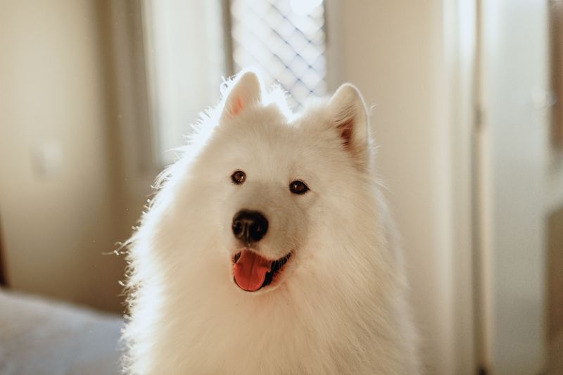 12 dog breeds whose ears make them look alert even when they're doing absolutely nothing 11 Samoyed: Smiling Through the Downtime