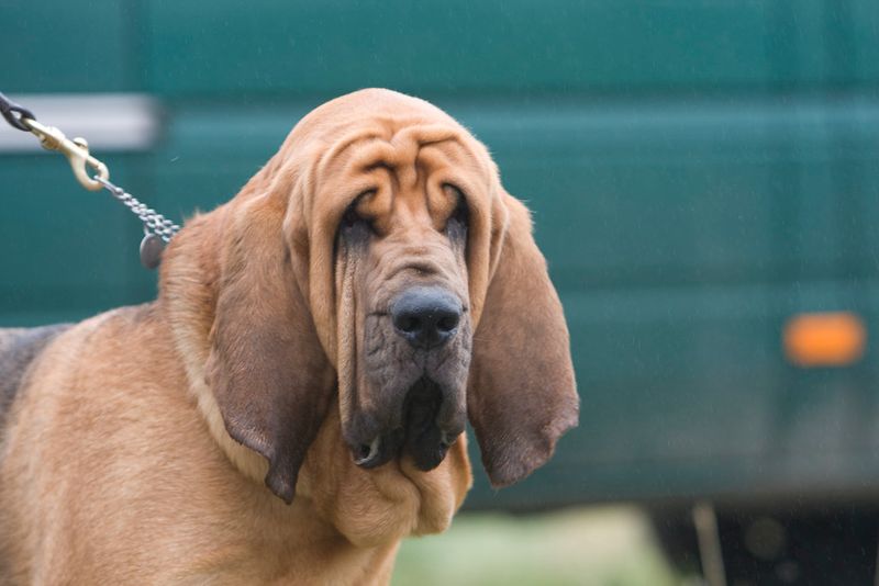 11 Long-Eared Dog Breeds and Why They’re So Beloved 6 Bloodhound