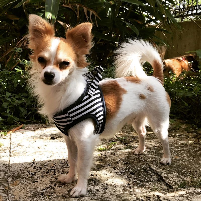 Papillon
