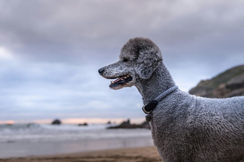 Standard Poodle