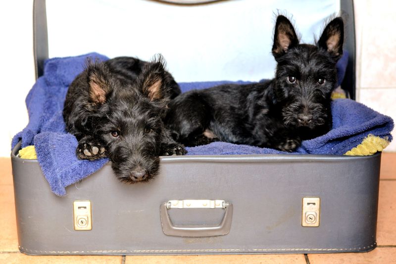 10 dogs that turn bedtime into comedy - plus 3 that treat owners like employees 13 Scottish Terrier