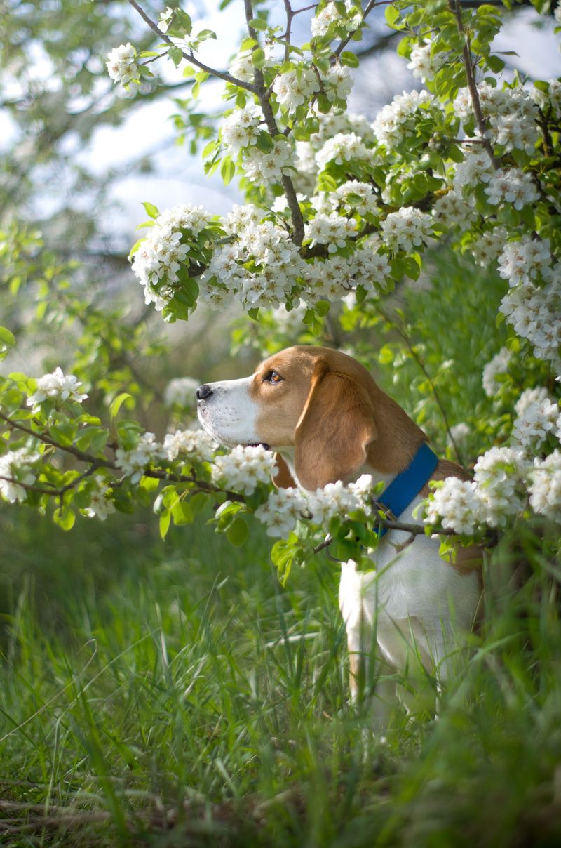 11 small breeds that consistently earn respect from large-dog fans 12 Beagle