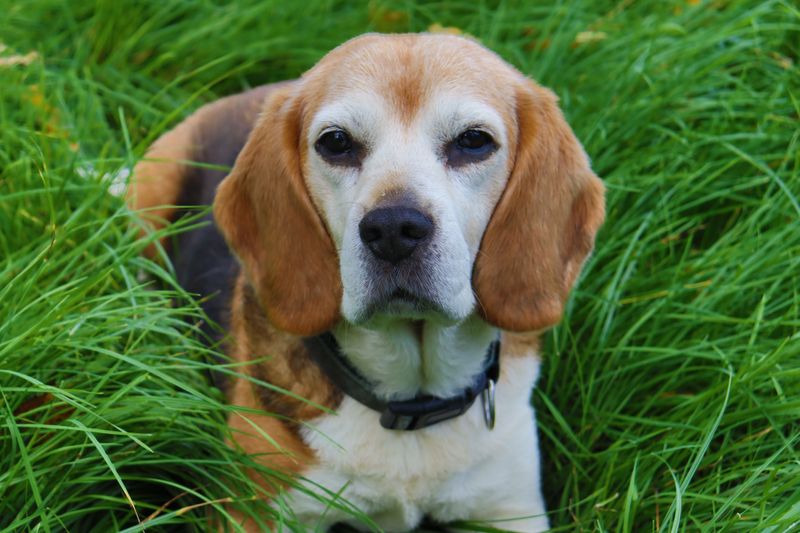 England gave the dog world more than working breeds - these charming companions show another side 5 Beagle