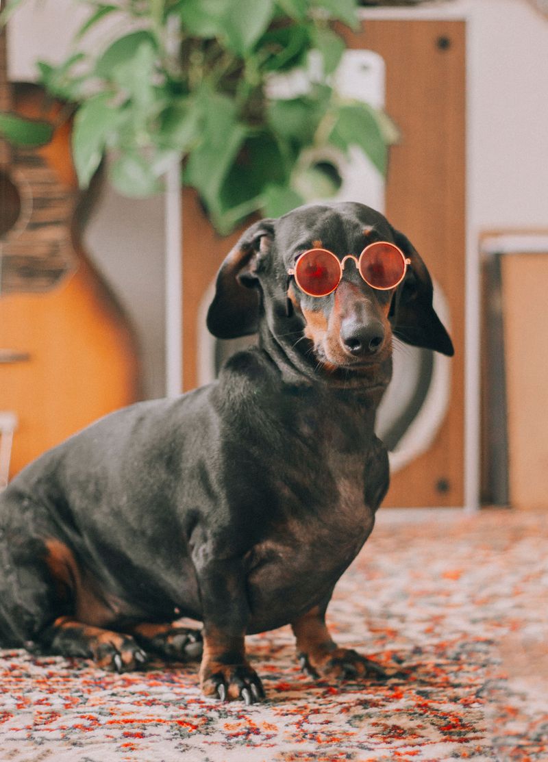 Cancel the entertainment - These dog breeds can turn an ordinary Tuesday into a comedy show 4 Dachshund
