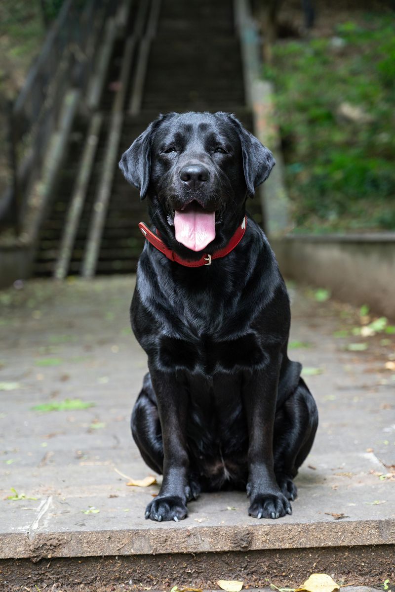 13 dog breeds that take separation harder than most owners expect 5 Labrador Retriever