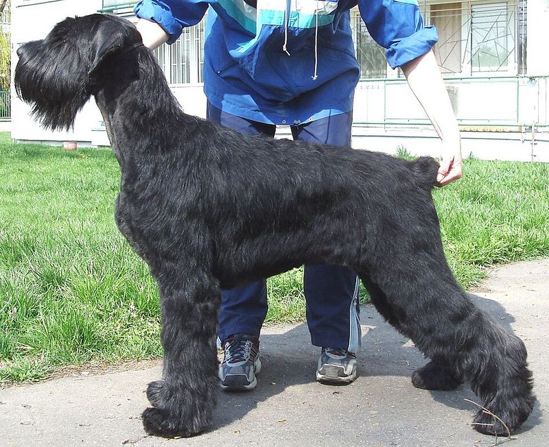 A well-planned routine helps these dog breeds flourish indoors 10 Giant Schnauzer