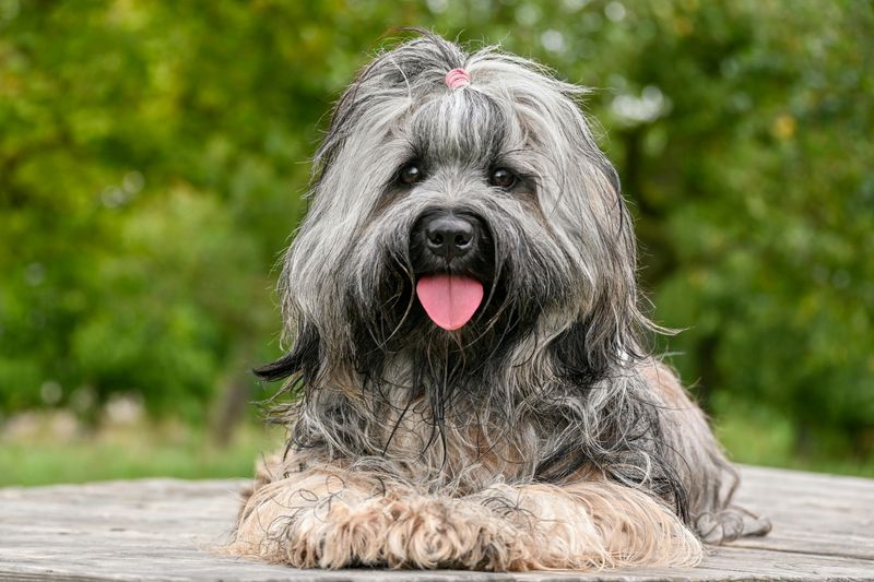Tibetan Terrier