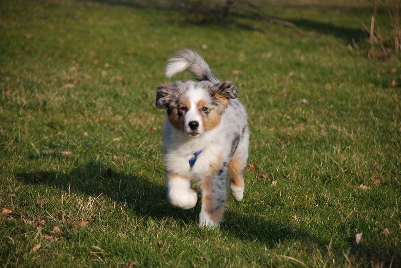 Miniature American Shepherd