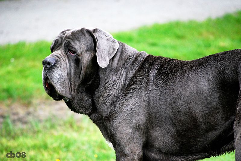 14 strong dog breeds that match the bullmastiff’s calm but intimidating energy 6 Neapolitan Mastiff