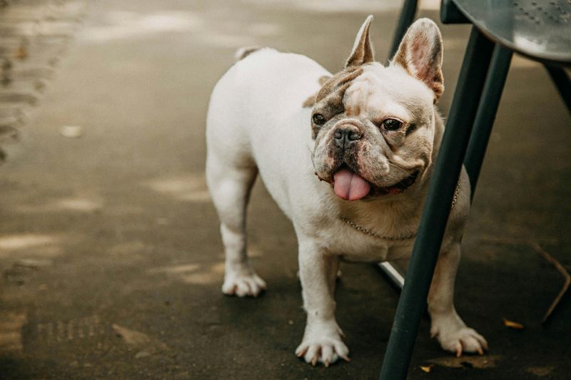 French Bulldog