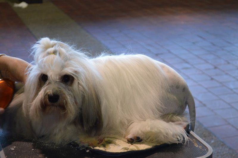 The 15 dog breeds that make normal weekends feel like an event 16 Lowchen