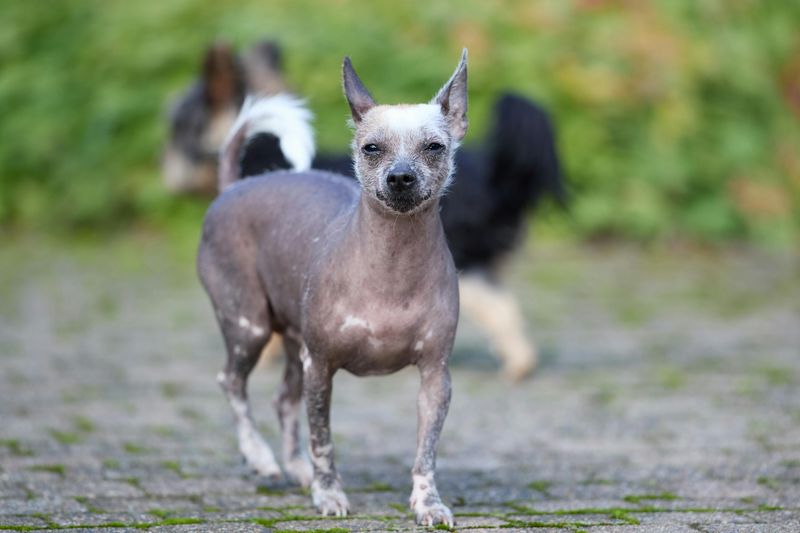 10 one-of-a-kind dogs that charm everyone they meet 3 Xoloitzcuintli