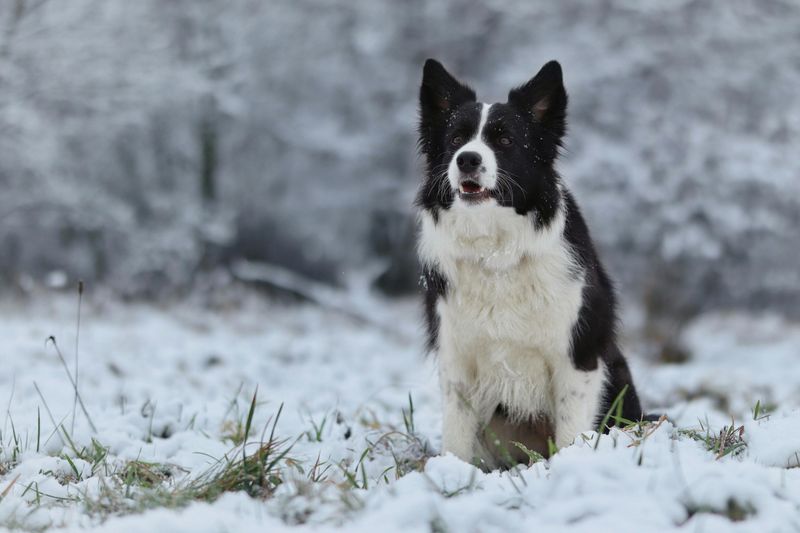 13 dog breeds that take separation harder than most owners expect 9 Border Collie