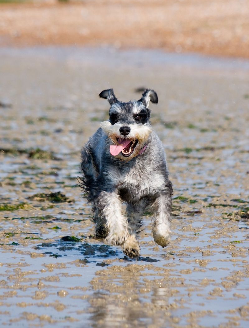 The leash comes off and the real test begins - these dog breeds often have what it takes to keep checking back 12 Miniature Schnauzer