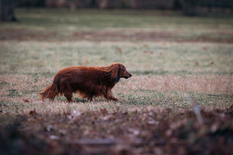These 11 dog breeds may behave perfectly on leash - but freedom can reveal another side 5 Dachshund