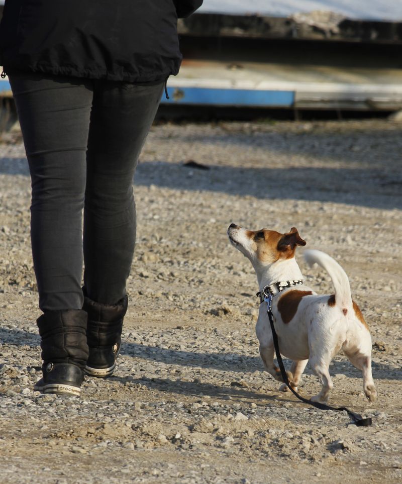 Jack Russell Terrier + Dachshund