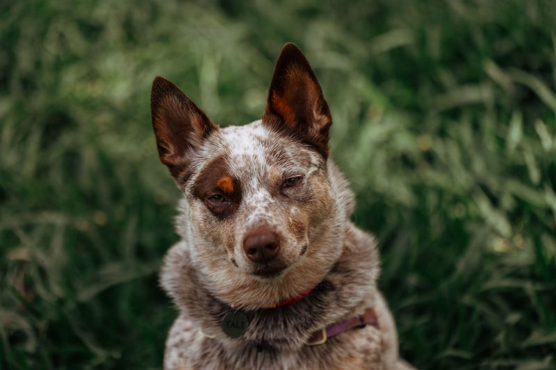 Think an exhausted dog automatically becomes a calm dog? These breeds show why learning to rest matters too 6 Australian Cattle Dog