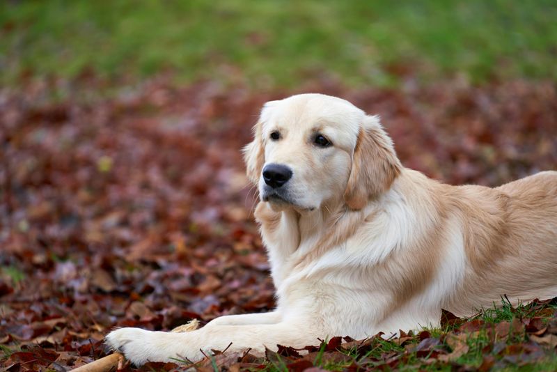 10 dog breeds highly tuned into human movement and emotion 4 Golden Retriever