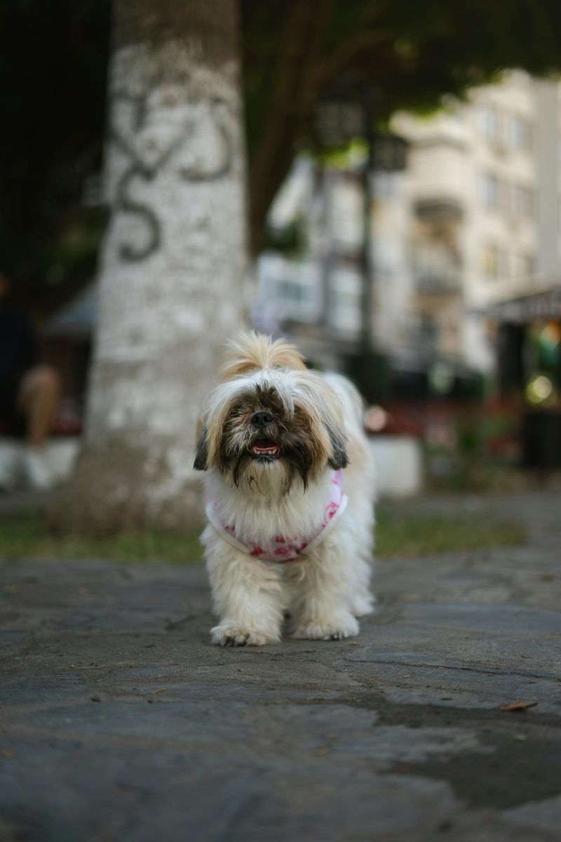 “Dog Strollers Are Embarrassing” Threads Won’t Quit - 13 Breeds Owners Defend the Most 7 Shih Tzu