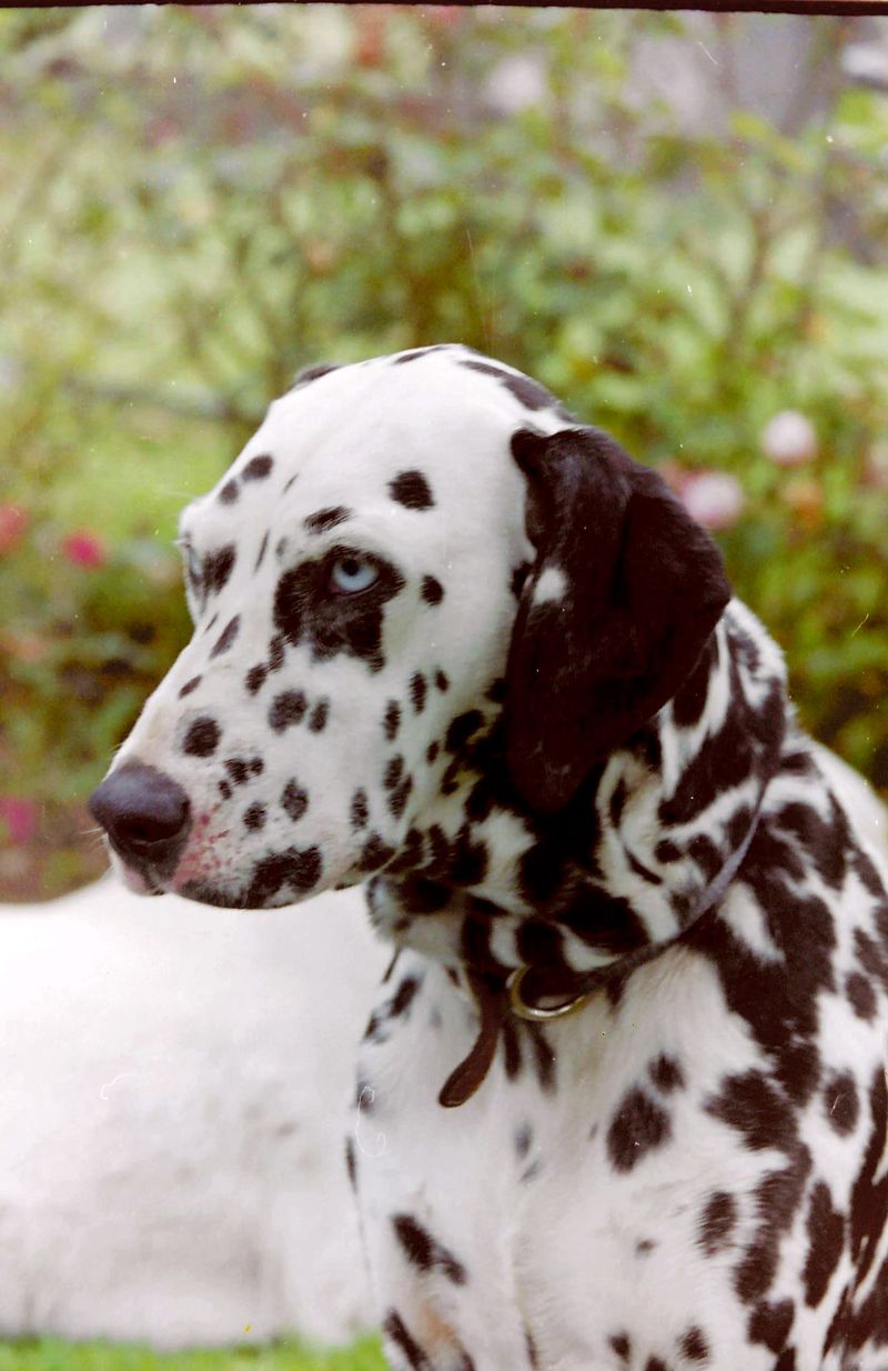 Dalmatian