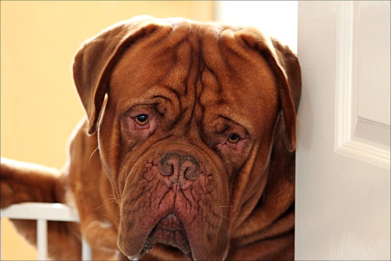 Dogue de Bordeaux