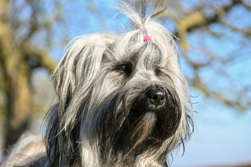 Dogs With “Built-In Style” - 10 Breeds That Look Like They Came With a Signature Design 7 Briard