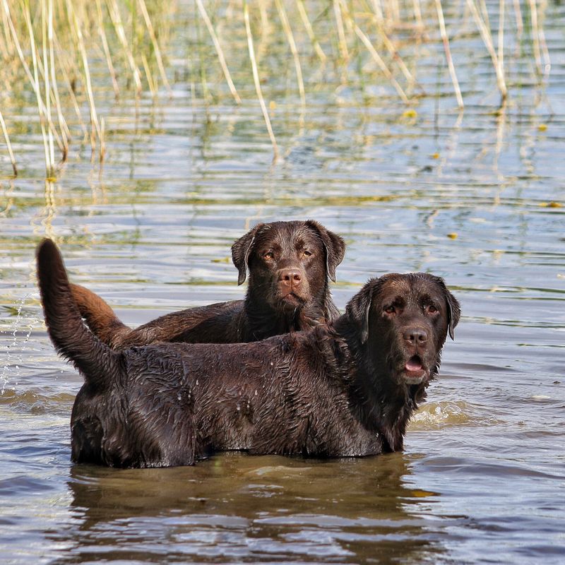 Some dogs impress you with intelligence or athleticism - These breeds tend to win people over by being genuinely pleasant company 2 Labrador Retriever