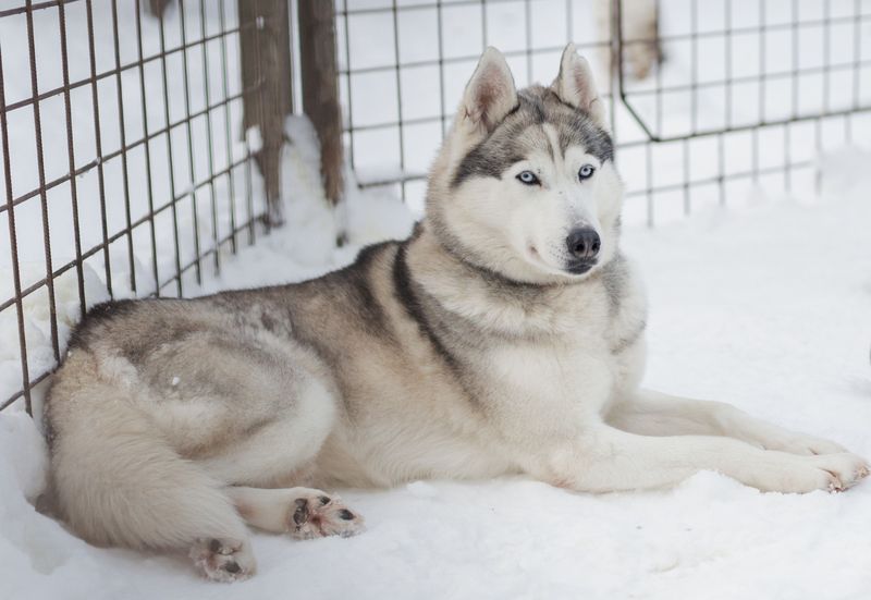 12 dog breeds whose ears make them look alert even when they're doing absolutely nothing 4 Siberian Husky: Snow Patrol on Pause