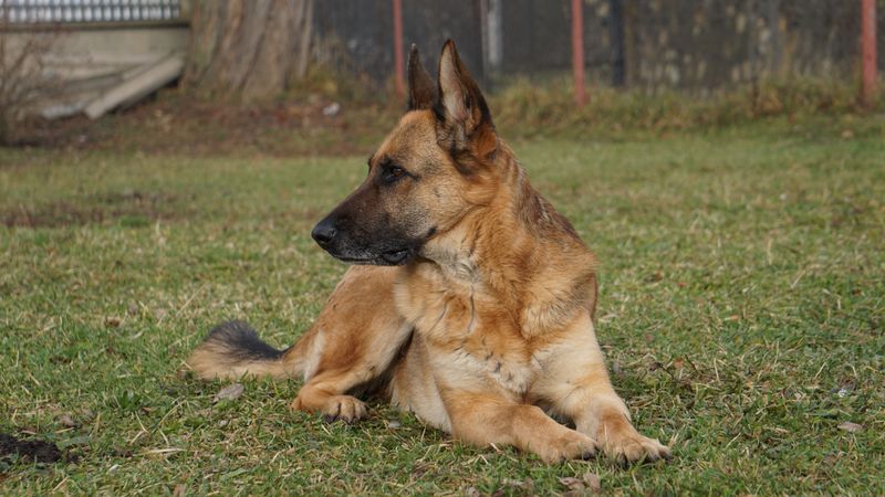 Give these dogs a puzzle instead of another ordinary toy and watch what happens 10 German Shepherd - The Tactical Thinker