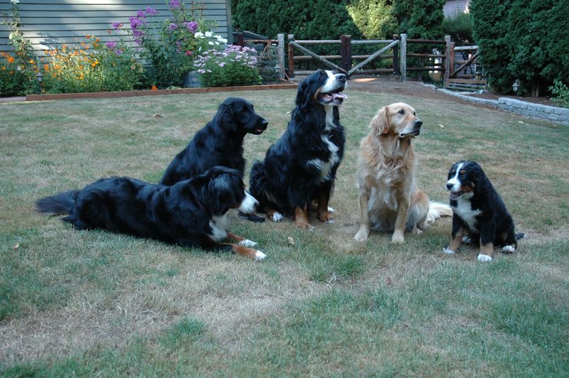 Thinking about a second dog? These 10 breed pairings often work beautifully – plus 2 unexpected matches 8 Bernese Mountain Dog + Newfoundland