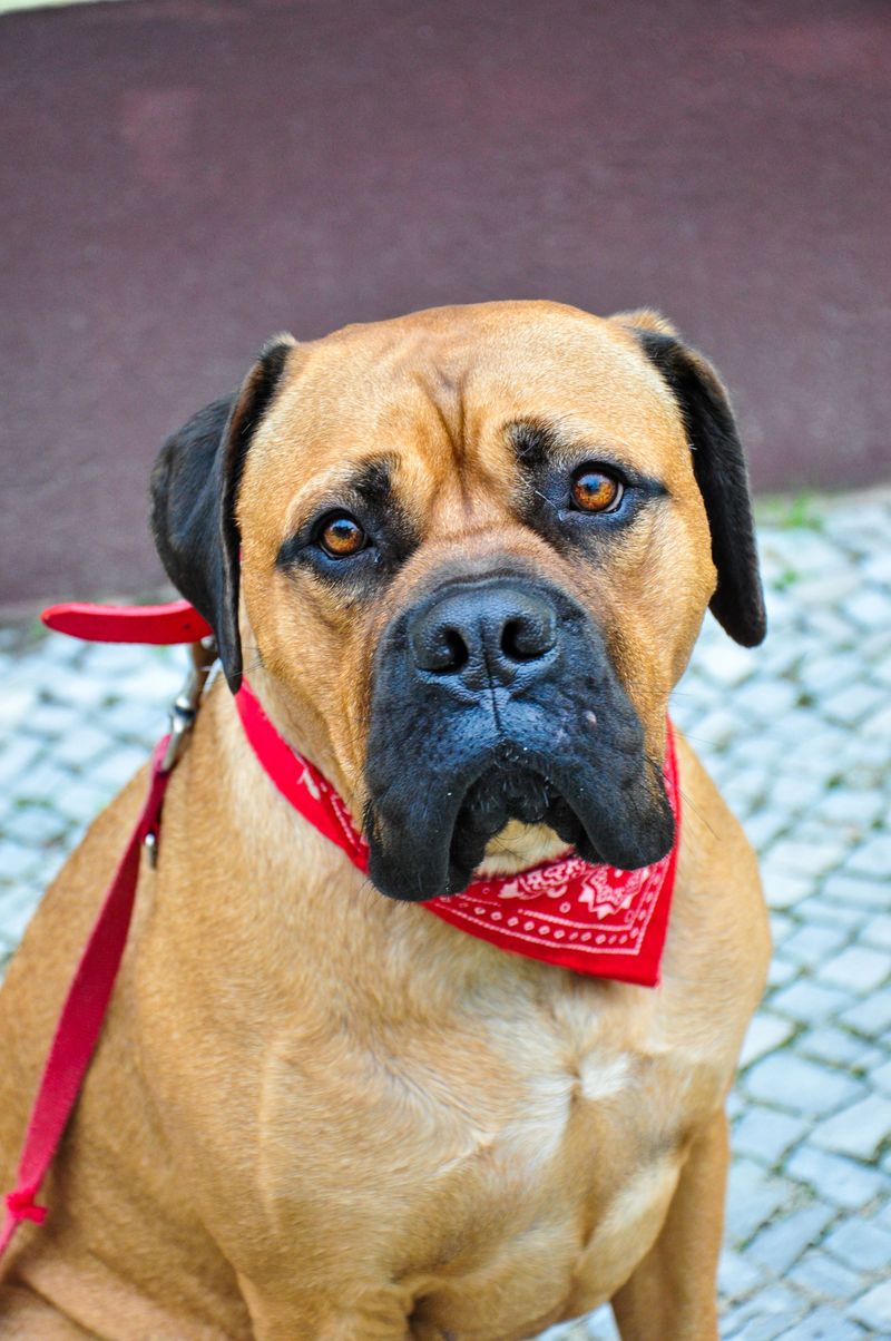 Bullmastiff