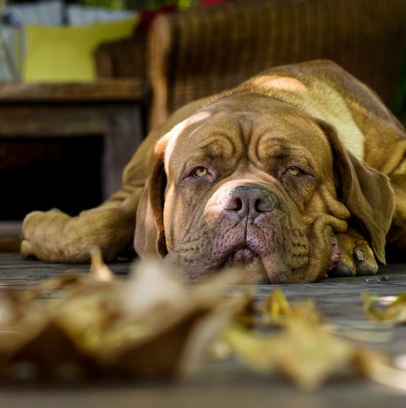 12 dogs with skin that needs special attention - from deep wrinkles to almost no protective coat at all 9 Dogue de Bordeaux