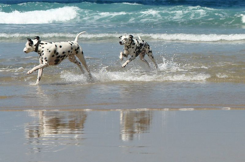 Dalmatian