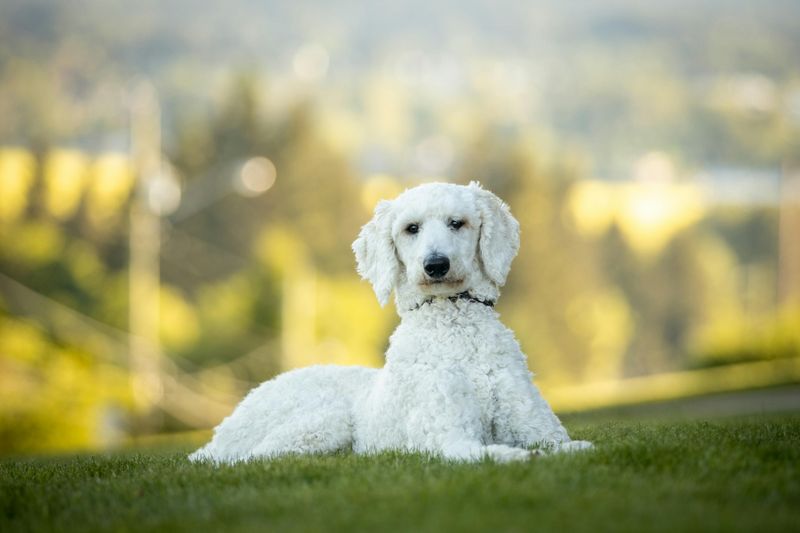 Standard Poodle