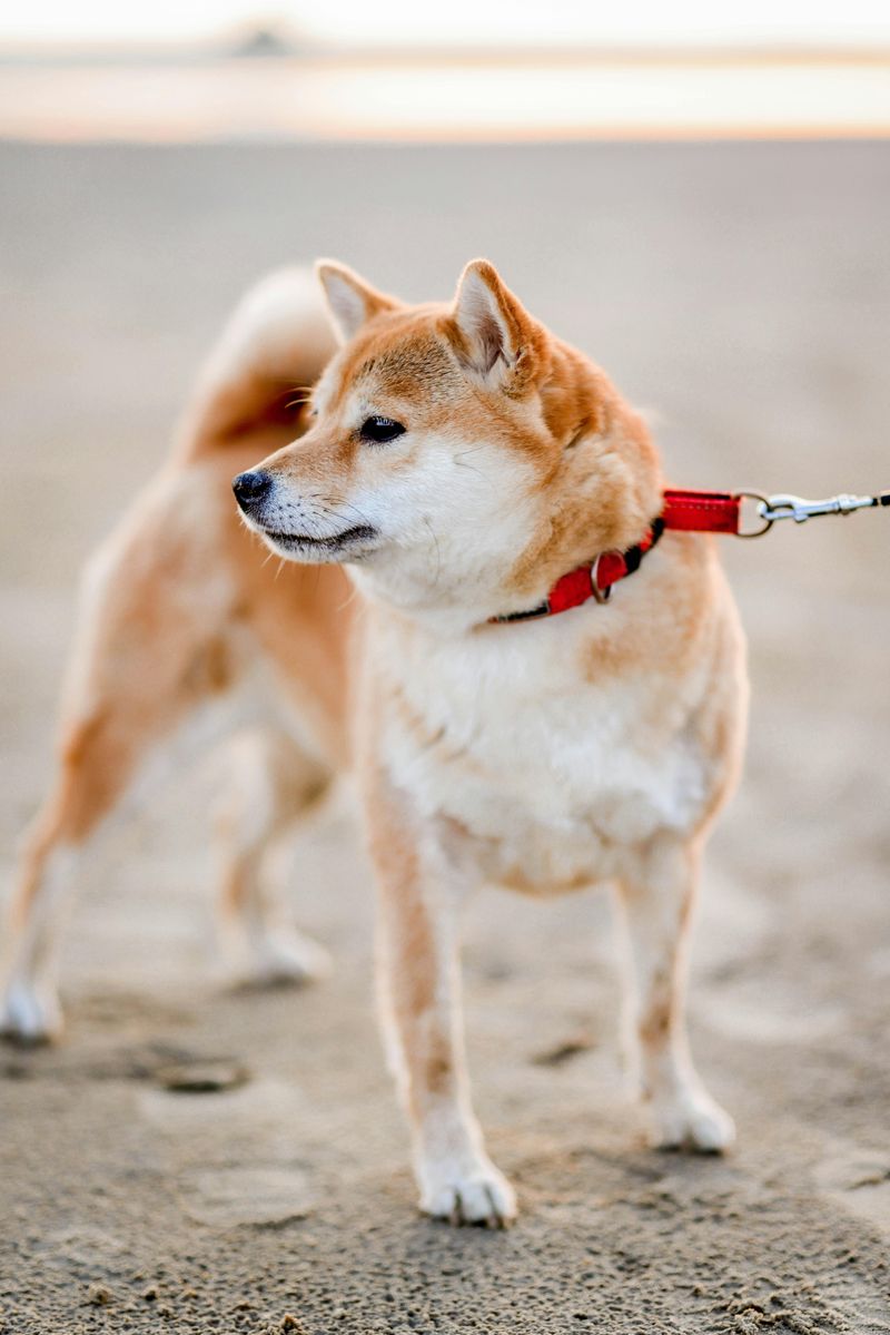 Shiba Inu