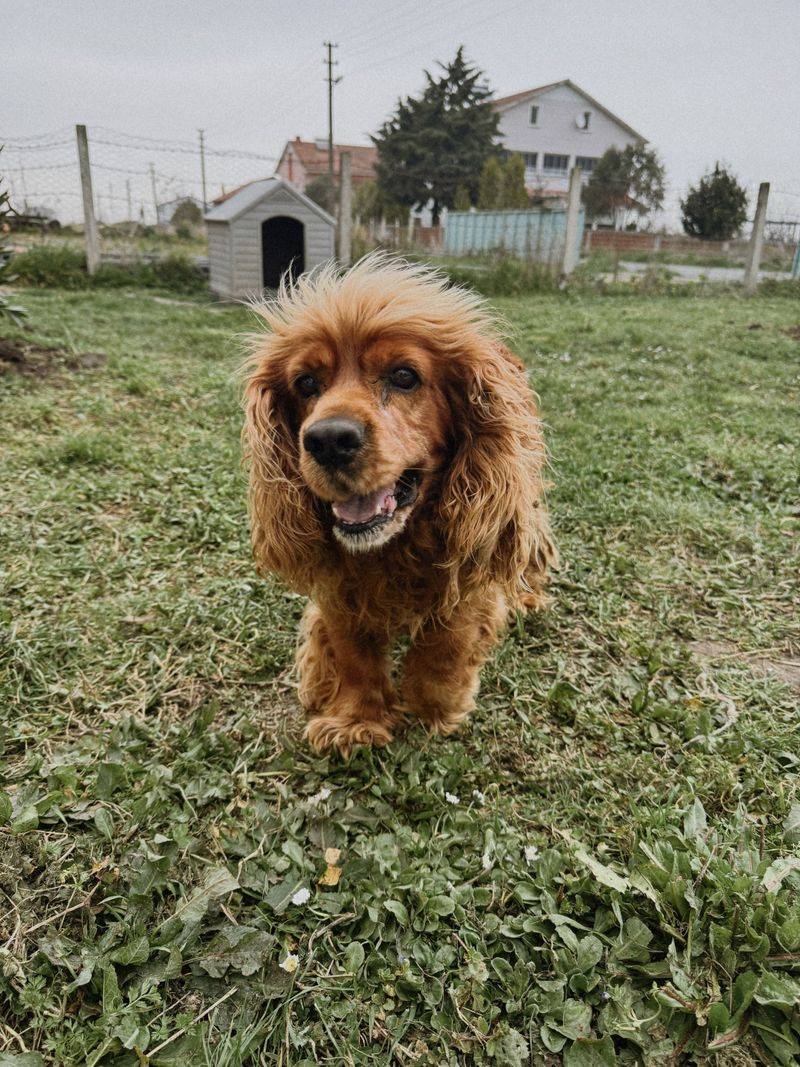 Think your dog is distracted on walks? Their nose may be telling them far more than you realize 9 Cocker Spaniel - the cheerful forager