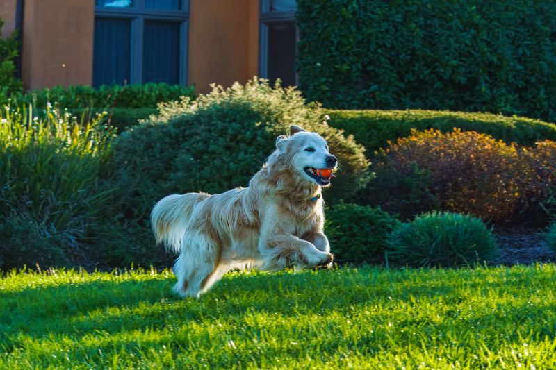 Golden Retriever: The Sunshine of the House