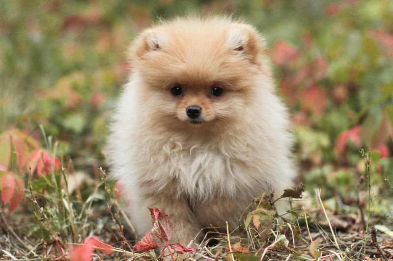 Pomeranian