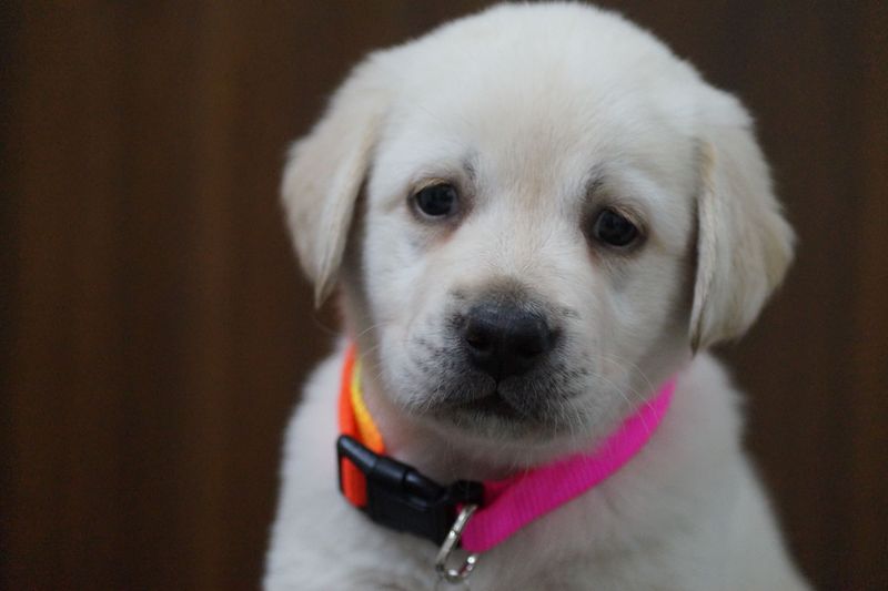 These 12 dog breeds can completely change the atmosphere inside your home 3 Labrador Retriever