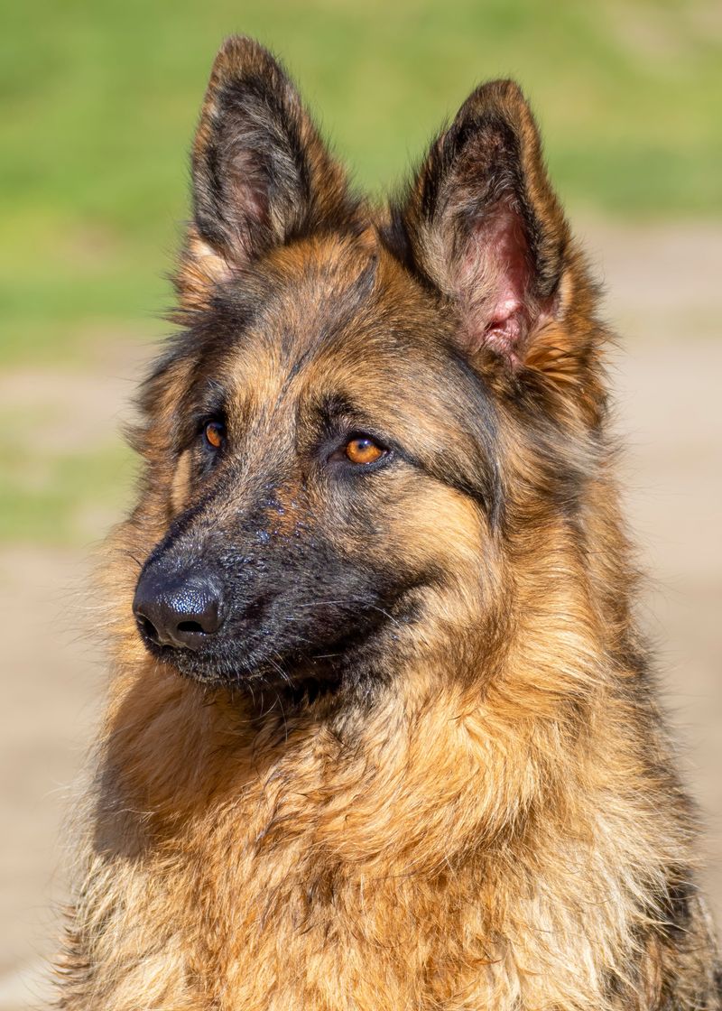 13 dog breeds that look irresistibly sweet - until their powerful noses take over the walk 14 German Shepherd: The Serious Sniffer With a Soft Side