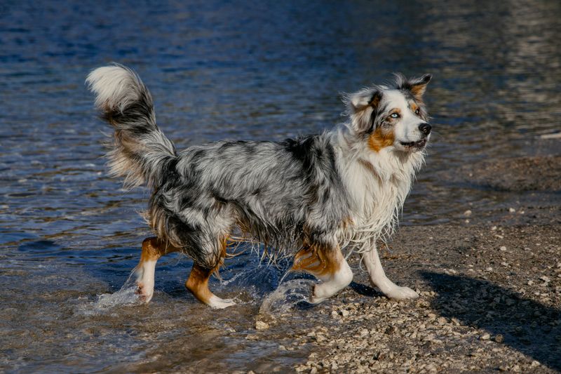 “Digital Fencing” Is Growing Fast - 18 Breeds Owners Use GPS Boundaries and Safe Zones For 5 Australian Shepherd