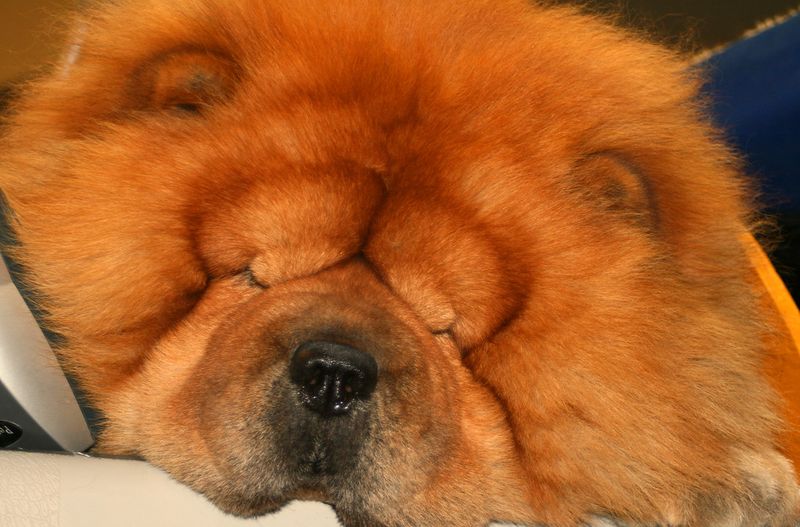 10 ancient dog breeds that never seem to go out of style – plus 3 breeds rediscovered by modern owners 7 Chow Chow