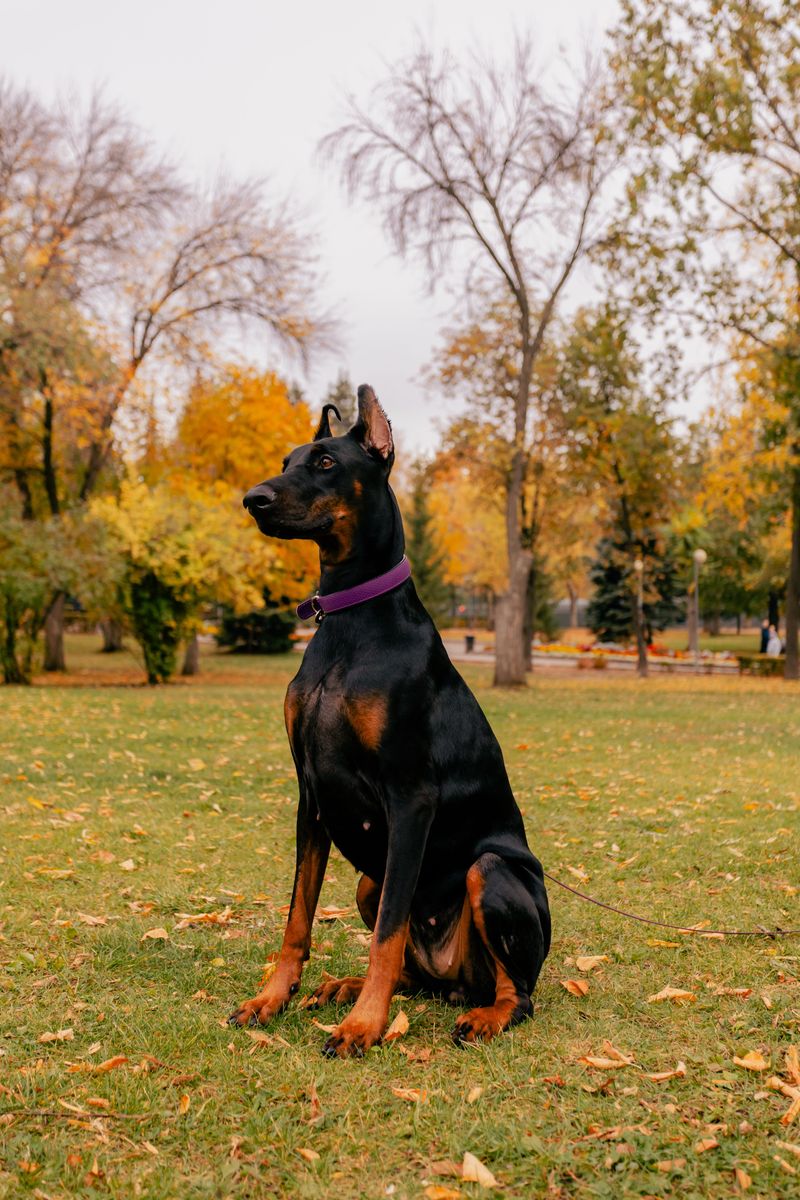 Smart dogs aren't automatically easier - These breeds can make boredom your problem too 6 Doberman Pinscher