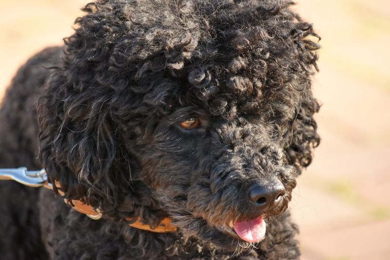 Portuguese Water Dog