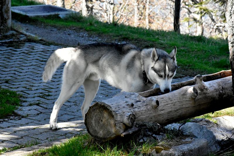 The young dog driving you completely crazy may eventually become the one you'd give anything to keep young 2 Siberian Husky